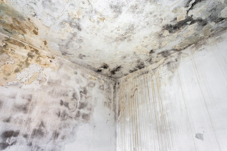 Mold Mitigation and Remediation Mold Growth